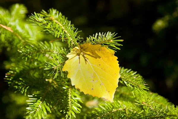 秋季桦木板 — 图库照片