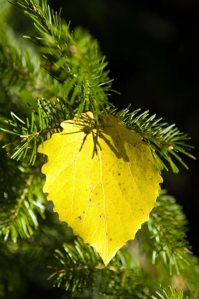Herfst berk blad 2 — Stockfoto