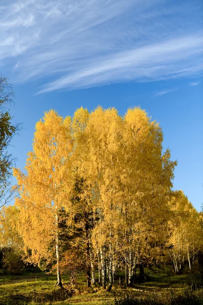 秋天桦树 — 图库照片
