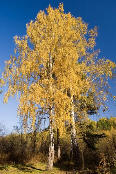 Sonbahar ağaç 4 — Stok fotoğraf