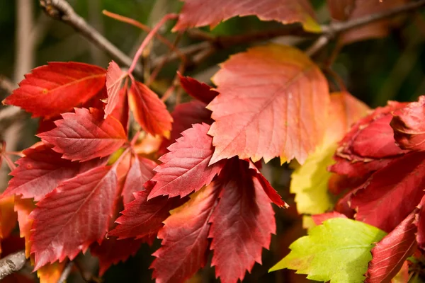 stock image Autumn leaves 2