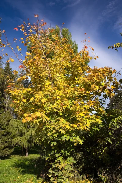 Hojas de otoño en viveros de árboles 2 — Foto de Stock