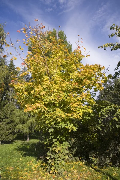 Folhas de outono em viveiros de árvores — Fotografia de Stock