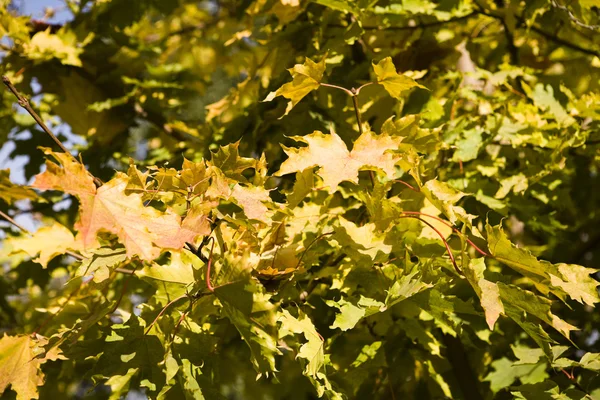 Herfstbladeren in boomkwekerijen 3 — Stockfoto