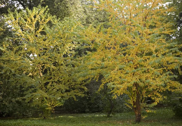 ツリーに保育園 5 の秋の紅葉 — ストック写真