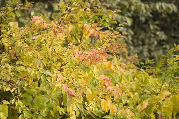 Autumn leaves in tree nurseries 6 — Stock Photo, Image