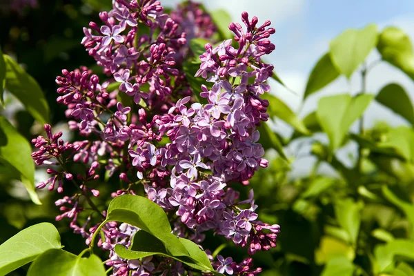 stock image Flowers of lilac