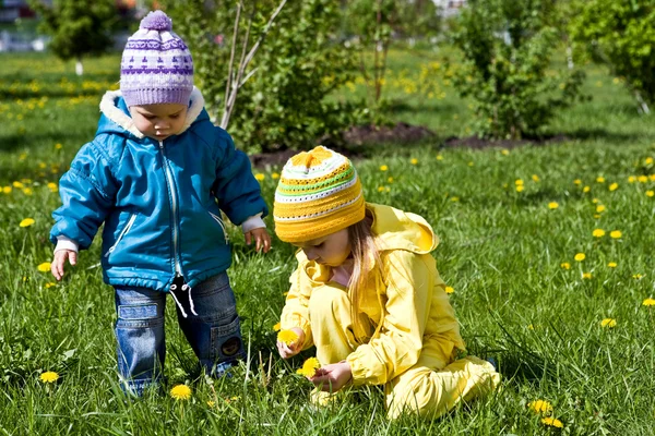Gathering of dandelions on a glade — Stock Photo, Image