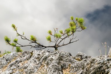 Yang fog tree clipart