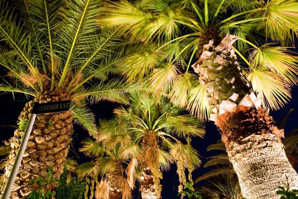 Palmetrær 3 – stockfoto