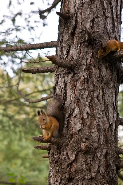 The squirrel 3 — Stock Photo, Image