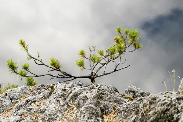 stock image Yang fog tree