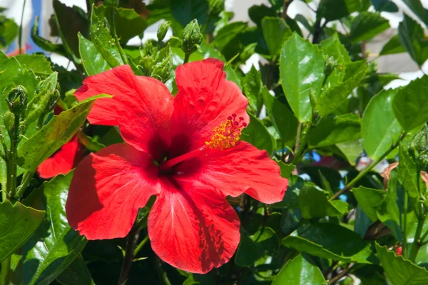 stock image Flowers hibiscus 2