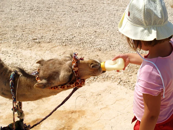 stock image Camel