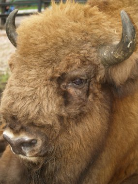 Bison clipart