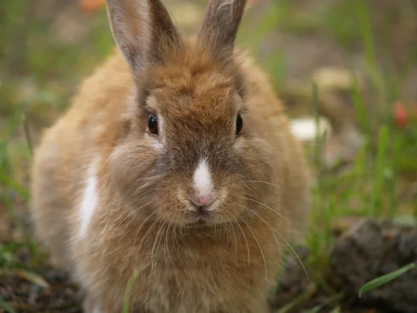 stock image Rabbit