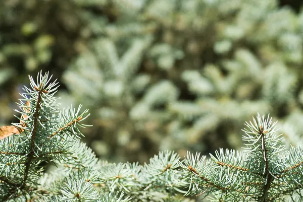 Ramo di albero di Natale verde — Foto Stock