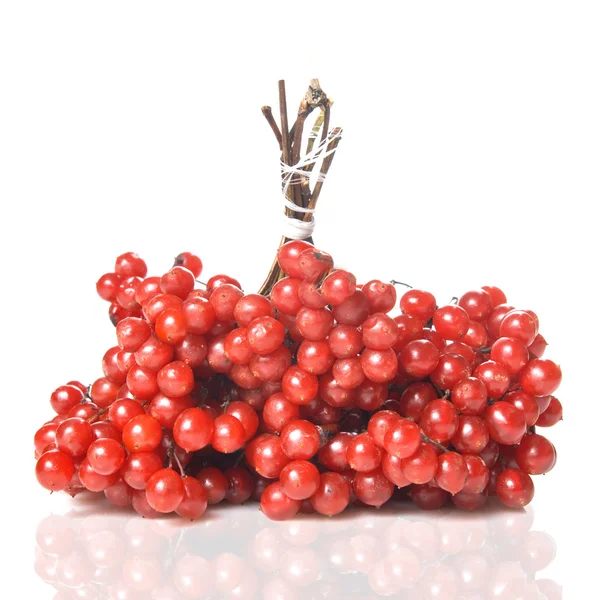Berries of red Viburnum — Stock Photo, Image