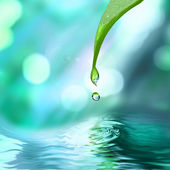 Картина, постер, плакат, фотообои "green leaf with water drop", артикул 1364393