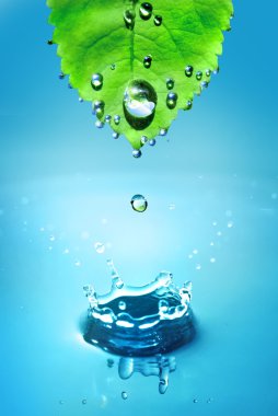 Leaf and water splash clipart