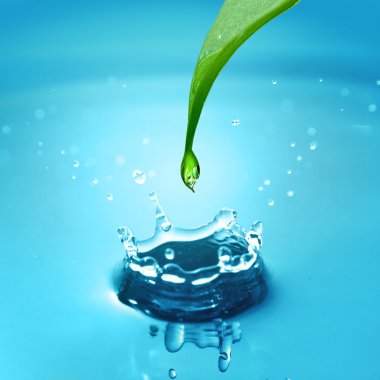 Su damlalı yeşil yaprak