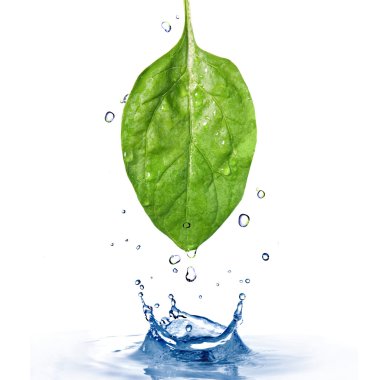 Spinach leaf with water clipart