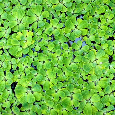 arka plandan yeşil duckweed