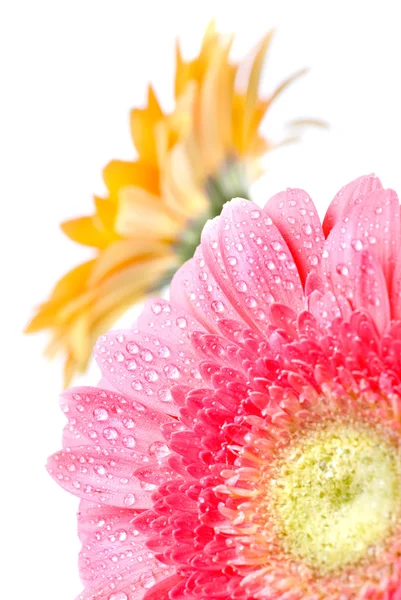 Pink daisy-gerbera — Stockfoto