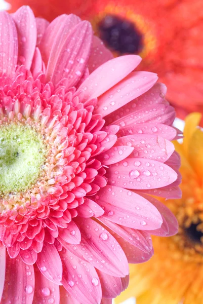 Close up daisy-gerbera — Stock Photo, Image