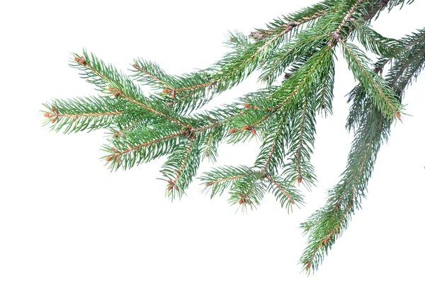 Tak van de zilverspar kerstboom — Stockfoto