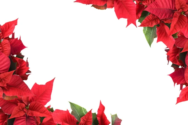 Weihnachtsblume — Stockfoto