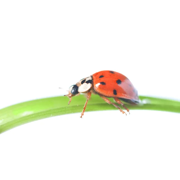 绿草地上的红瓢虫 — 图库照片