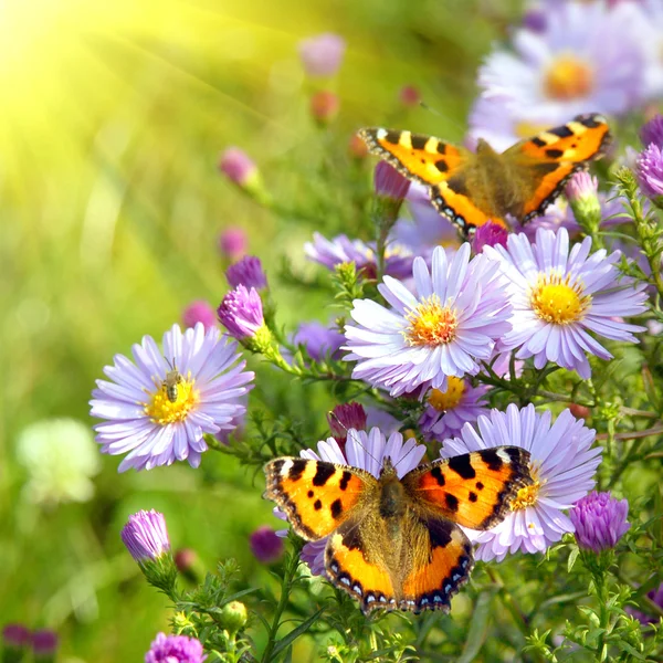 Dva motýli na květinách — Stock fotografie