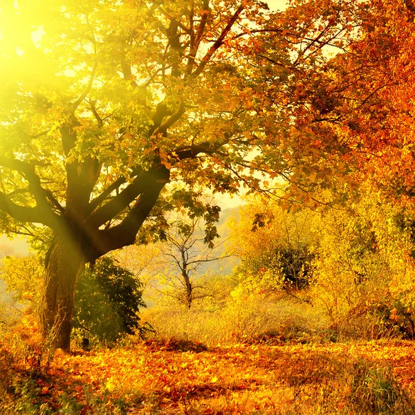 Jesień las z Promień słońca — Zdjęcie stockowe