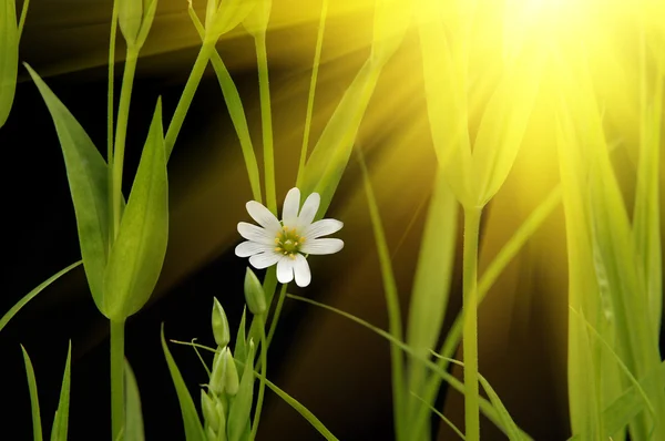 Sunny small white camomile — Stock Photo, Image