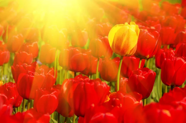 Sunny field of tulips — Stock Photo, Image