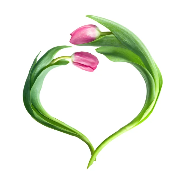 Серце з фіолетових тюльпанів — стокове фото