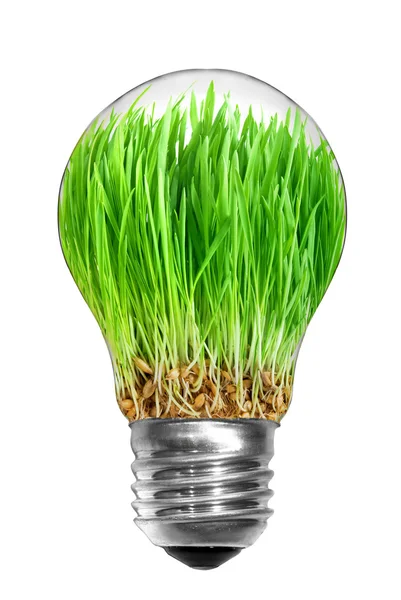 Glödlampa med grönt gräs — Stockfoto