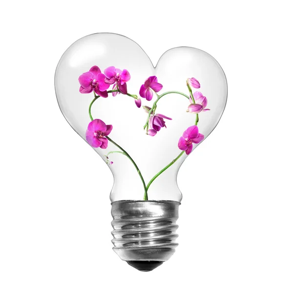 Bombilla de luz con orquídeas — Foto de Stock