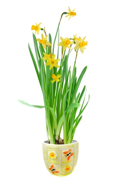 Narcissus i potten isolerad på vit — Stockfoto