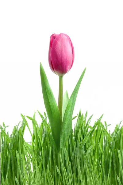 Tulipano viola ed erba verde — Foto Stock
