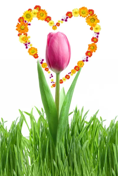 Tulipa roxa e grama verde — Fotografia de Stock