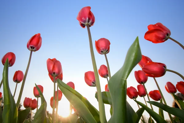 Röda tulpaner mot blå himmel — Stockfoto