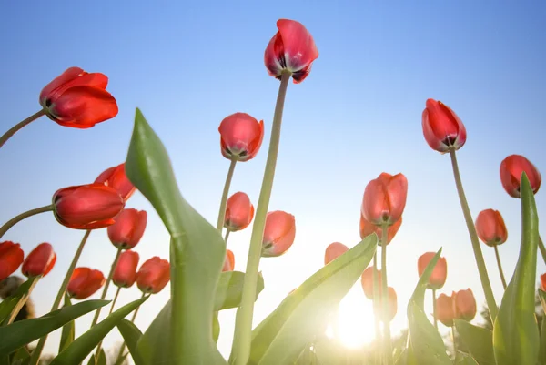 Röda tulpaner mot blå himmel — Stockfoto
