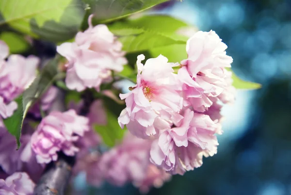 Fioritura primaverile di sakura viola — Foto Stock