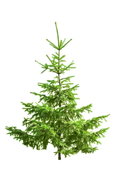 Weihnachtsbaum isoliert auf weiß — Stockfoto