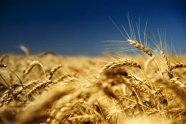 Gold wheat and blue sky — Zdjęcie stockowe