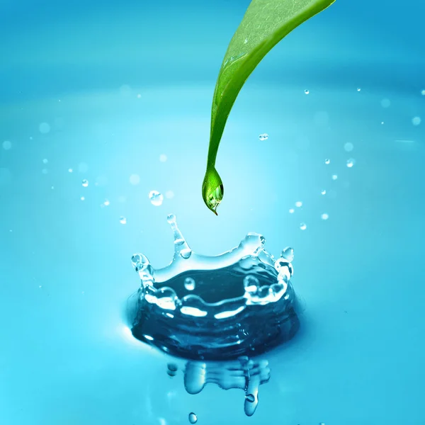 水滴付きの緑の葉 — ストック写真