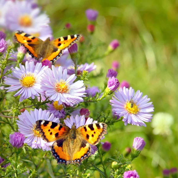 Dos mariposas sobre flores —  Fotos de Stock