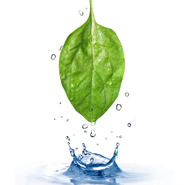 Foglia di spinaci con acqua — Foto Stock